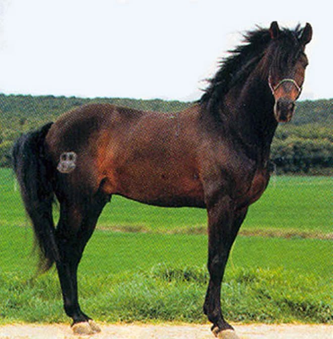 CIRCULO TAURINO DEL CENTRO: MUERE “GALLO” EL MEJOR CABALLO Y SEMENTAL ...