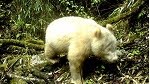 Rare all-white panda spotted in China reserve: State media