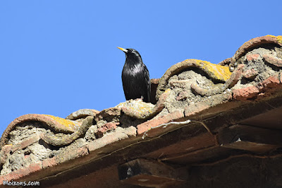 Estornell negre (Sturnus unicolor)