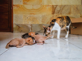 Mom Cat Want To Move Her Kitten Newborn Baby Cats On The House Floor North Bali Indonesia