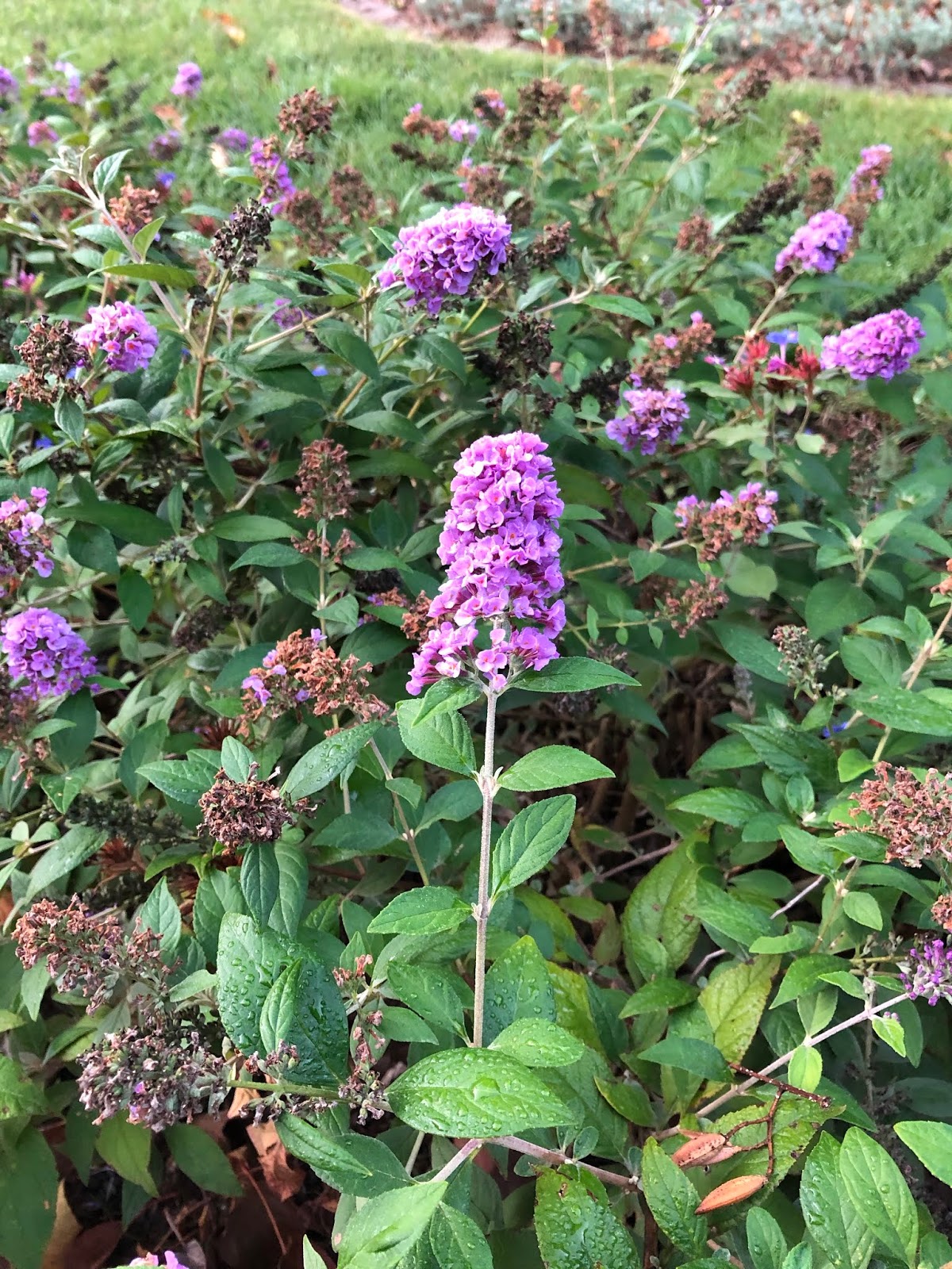 Proven Winners Colorchoice Plant Of The Week Plant Of The Week