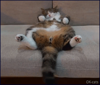 Funny Cat GIF • Tired 'Maru' sleeping with twitching tail. Talk to the tail 1-2