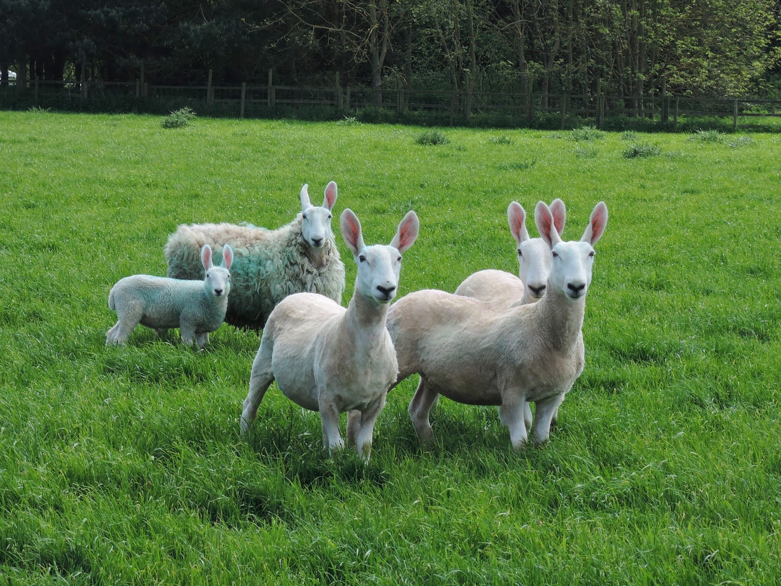 The Deerfold Spinner: Border Leicester Fleeces continued.