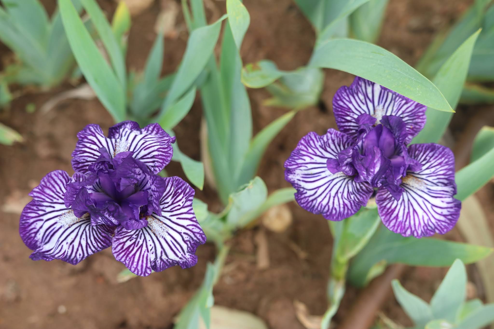 World of Irises Smokin Heights Hot Sellers so far for Season 20/21