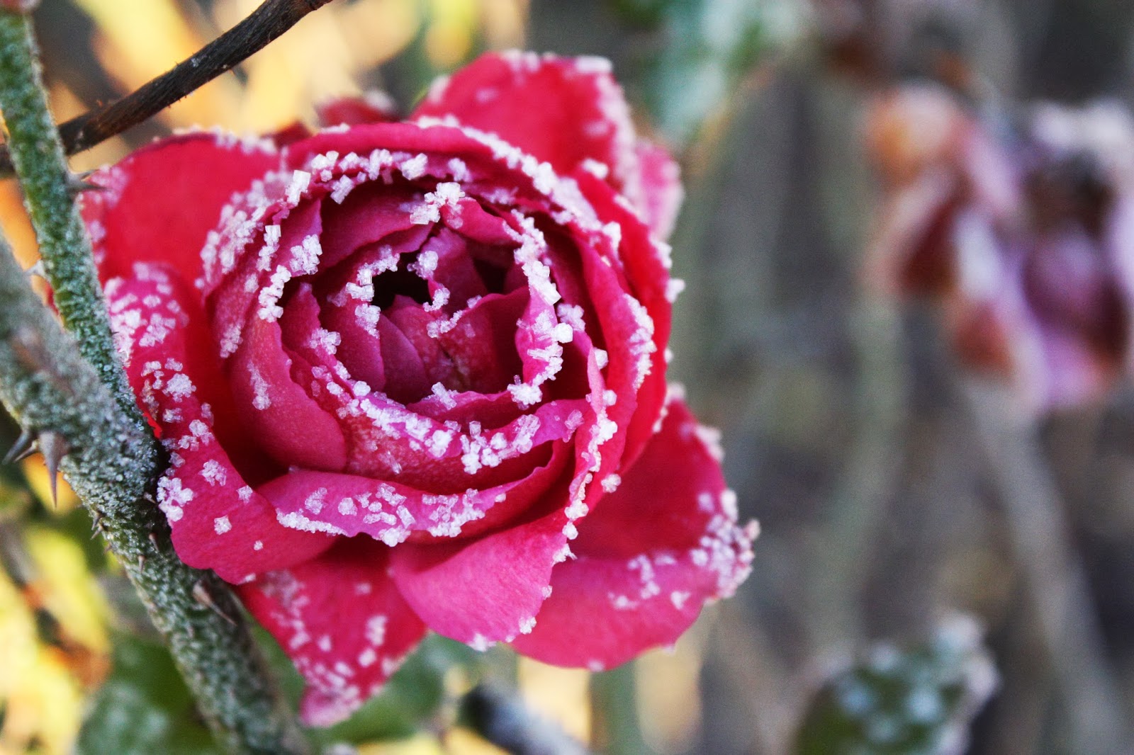 Frost on the Roses