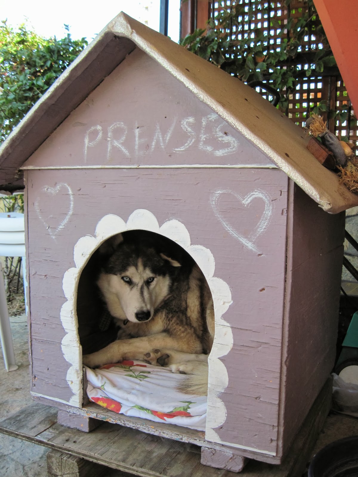 dokuz canlı kedi Eylül 2013