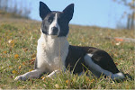 Meet The Alberta Canaan Dog Crew (Click on their pics to learn all about them)