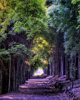 Hutan Bambu