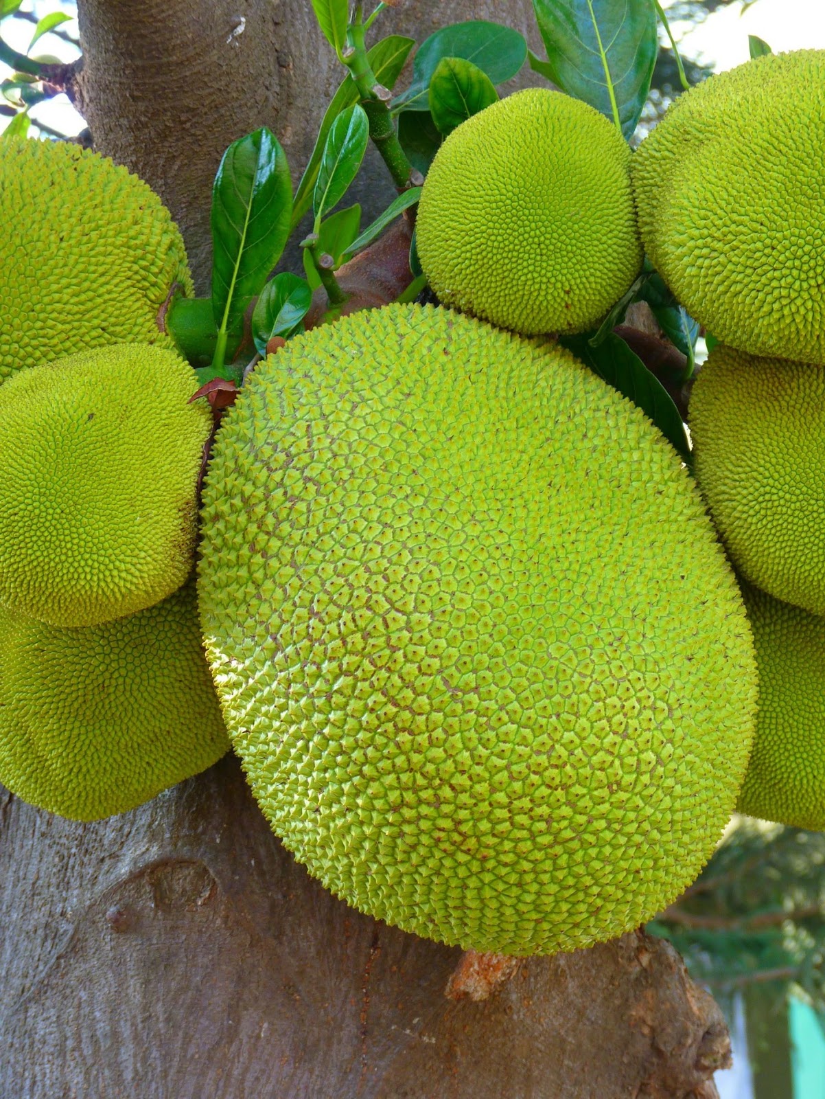 Buah Nangka dan Tepung Biji Nangka, Serta Kandungan Gizi Yang Terdapat