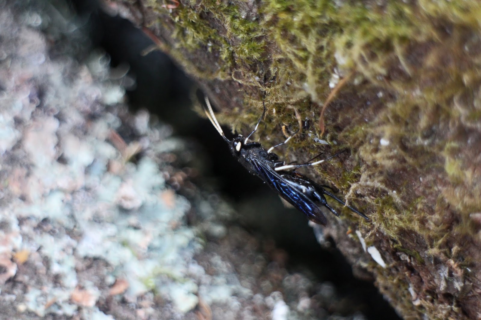 non stinging scary wasp