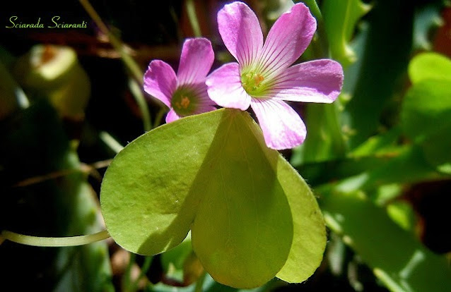 Oxalis Acetosella Rubra