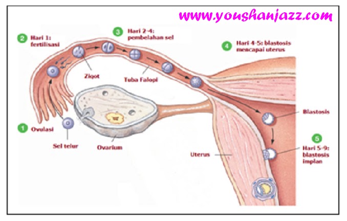 Mengapa apabila terjadi implantasi embrio atau kehamilan maka menstruasi tidak akan terjadi