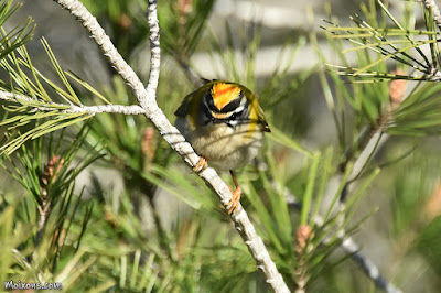 Bruel (Regulus ignicapilla)