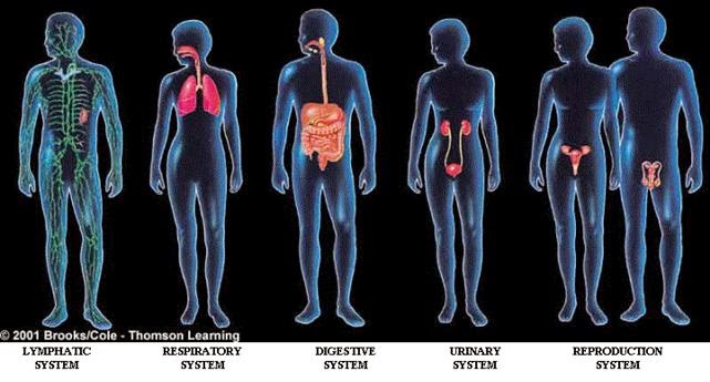 Body System: ระบบอวัยวะ (Body System)