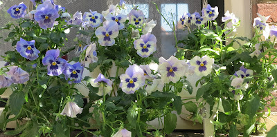 ByHaafner, pansies, flowers, containergarden, white, yellow, shades of purple, sunshine