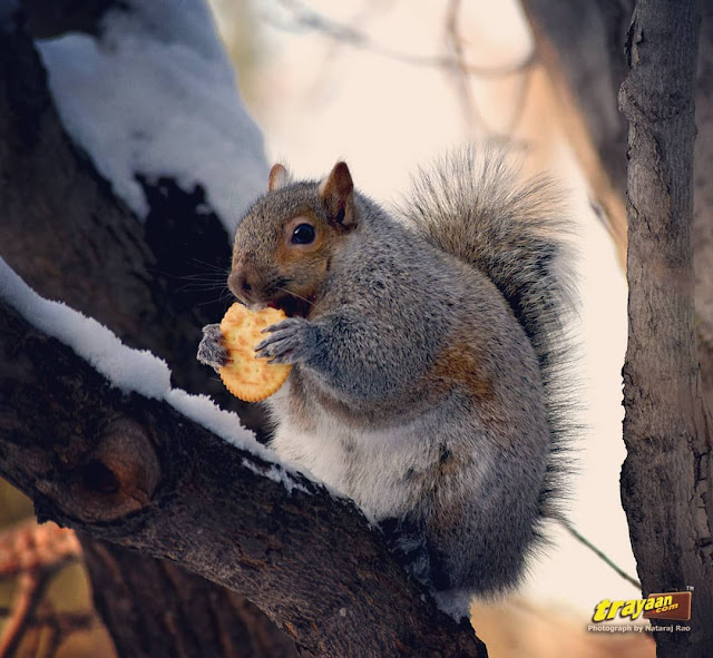 A Minnesota squirrel's snack time