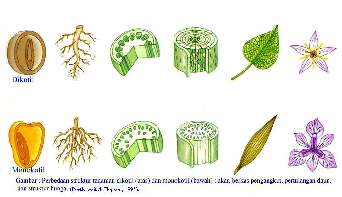Apa Bae Perbedaan tumbuhan monokotil  dan  dikotil 