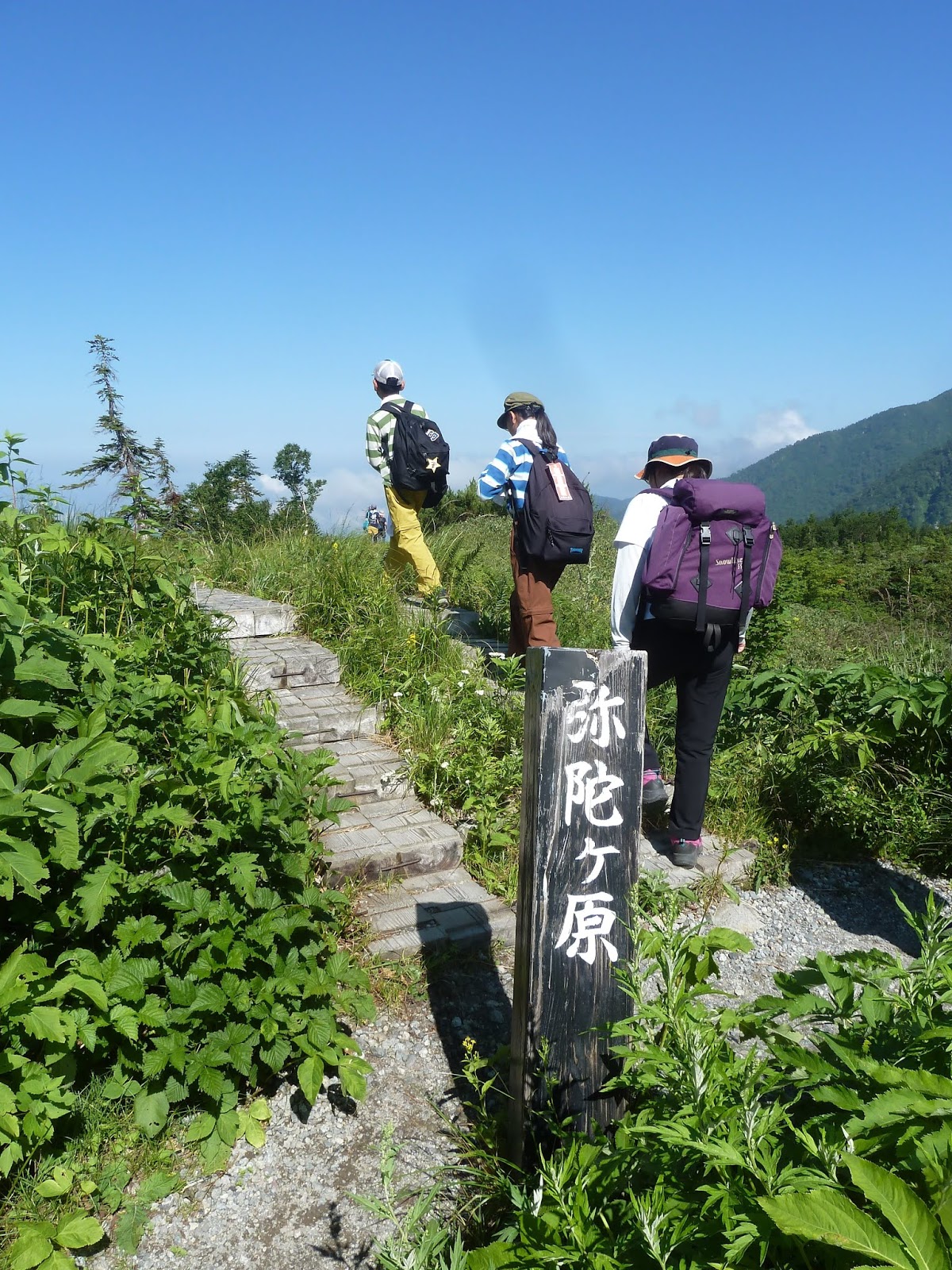立山ガール日記 弥陀ヶ原は今 夏の弥陀ケ原