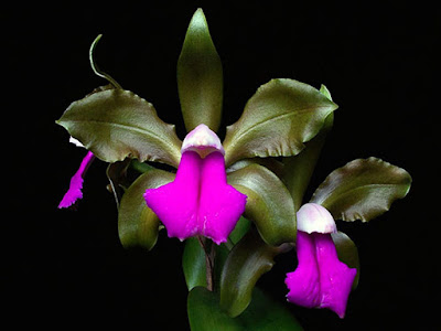 Orquídea Cattleya bicolor