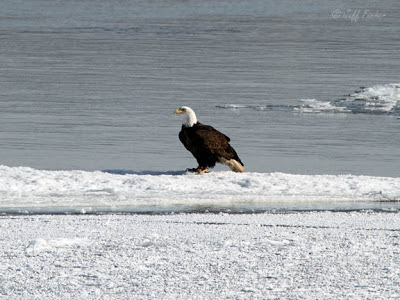 Eagle on the Ice