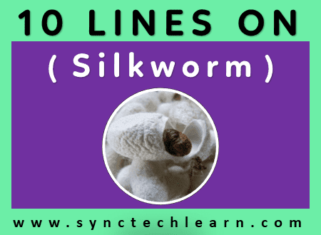 short essay on Silkworm