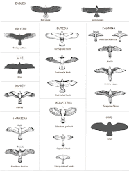 bird prey birds raptor raptors silhouettes tattoo identification hawk types eagle silhouette flight various hawks falcon eagles tattoos silohuettes falcons