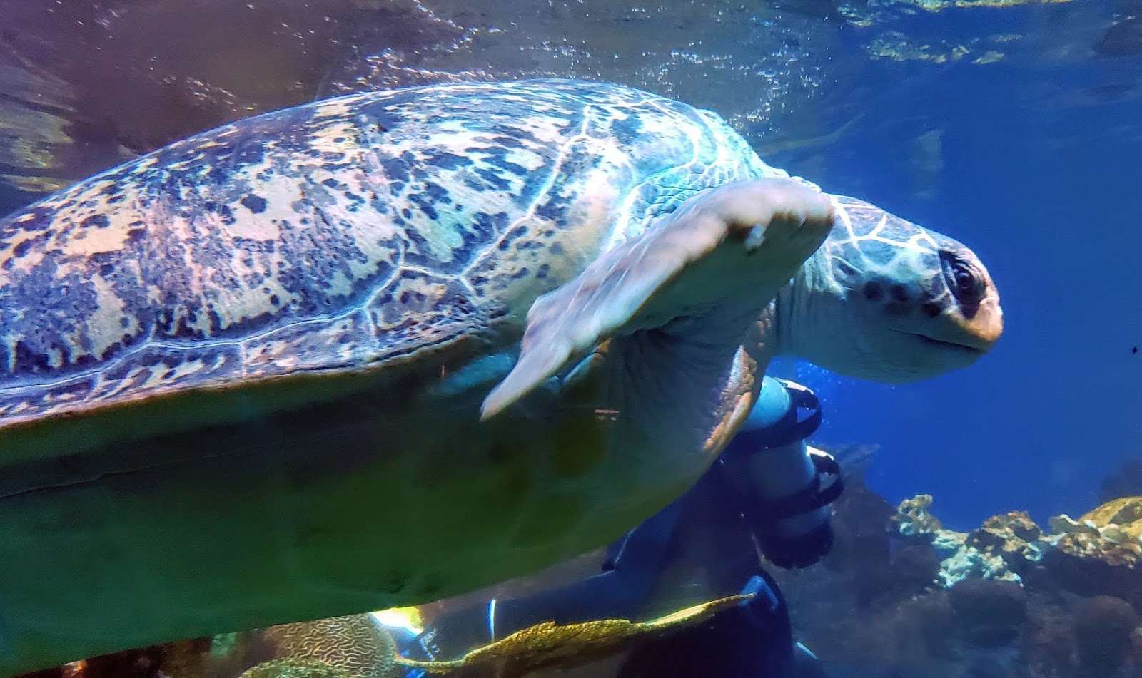 Boston Visit Gardens, Penguins, Turtle, Quincy Market and The Grinch