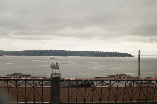 seagull near Puget Sound