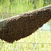    A tiende Protección Civil alertas por enjambres de abejas