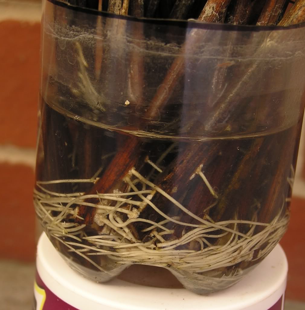 веточка с корнями. может ли ветка дать корни. черенок с корнями в воде. может ли ветка дать корни. может ли ветка дать корни.