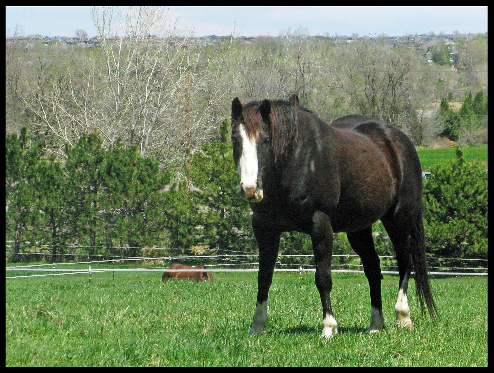 David Hoyt's Blog Horse Country? In Fort Collins?