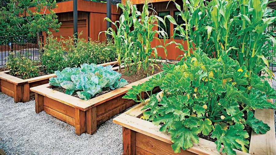 Dicas básicas de jardinagem de alimentos em casa antes do colapso de alimentos Dicas básicas de jardinagem de alimentos em casa antes do colapso de alimentos