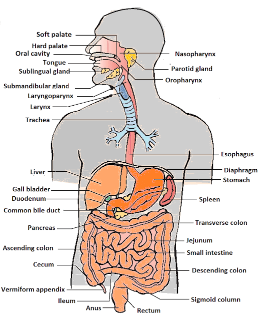 Human Body Organs