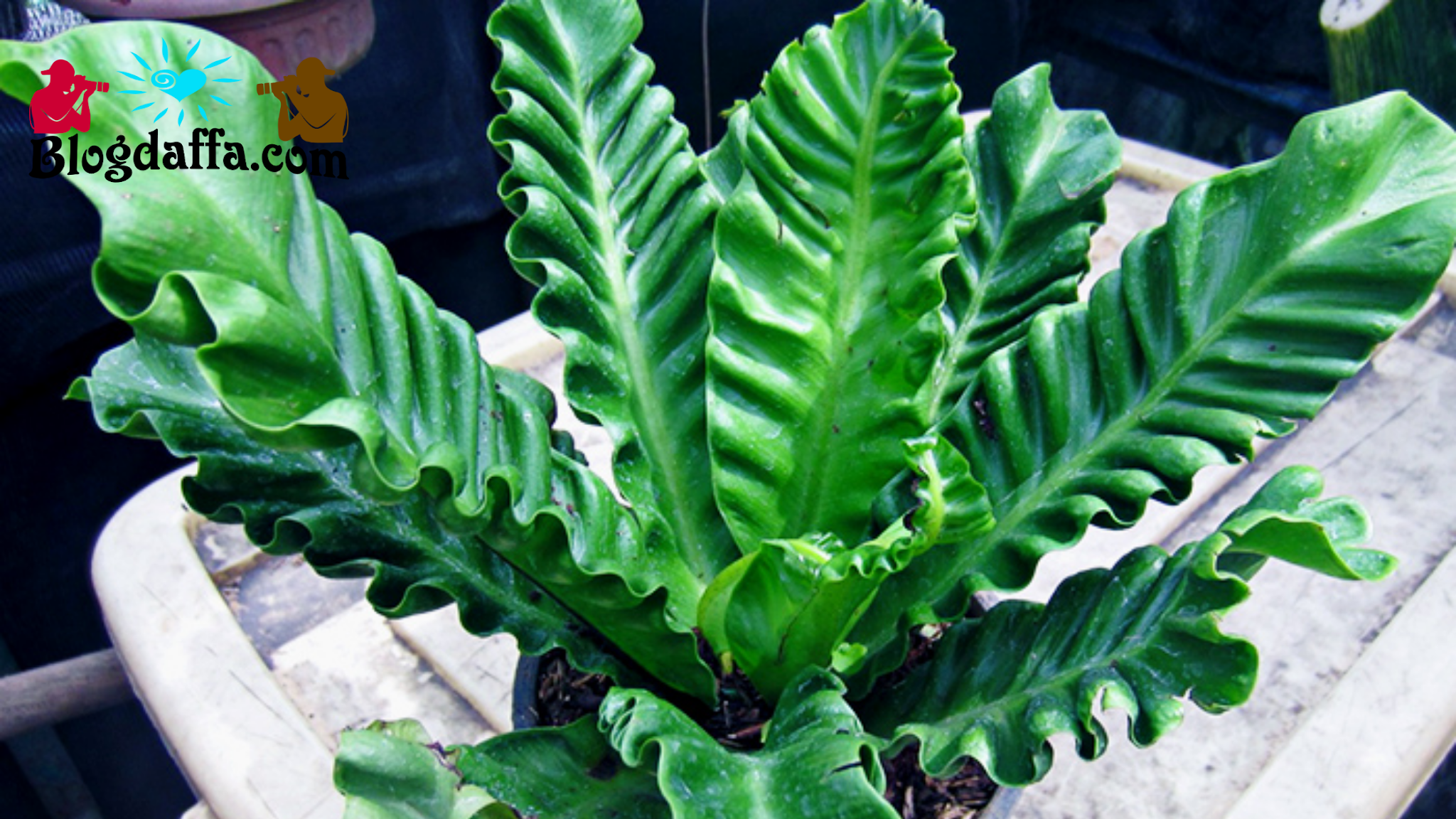 Serba Serbi Tanaman Hias Kadaka Jenis Sampai Cara Merawat Kadaka Salah Satu Jenis Tanaman Hias Termahal Di Indonesia Blogdaffa Com