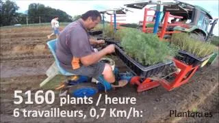 Machine de plantation de l'asperge