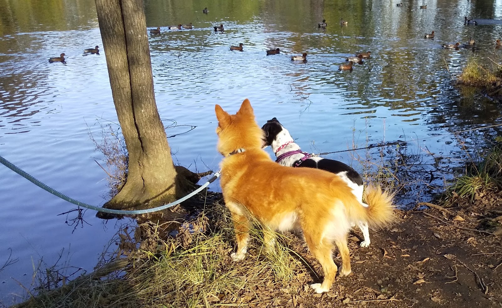 ホリーに片想い 心のきょうだいに会いにゆく埼玉の旅