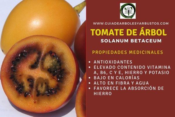 Las propiedades del tomate de árbol muy rica en vitaminas, A, C y E