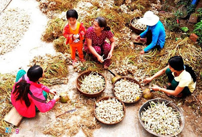 Phiên chợ Tỏi trên Đảo Lý Sơn (Quảng Ngãi)