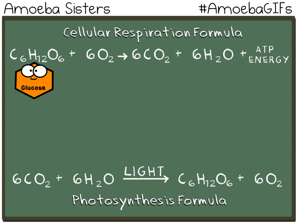 Fiona s 7th Grade Class Photosynthesis And Cellular Respiration Fiona s 7th Grade Class Photosynthesis And Cellular Respiration