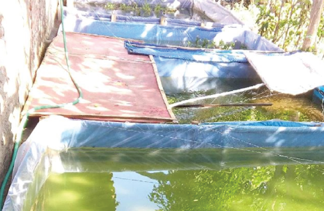 Tempat ternak ikan gabus lokal