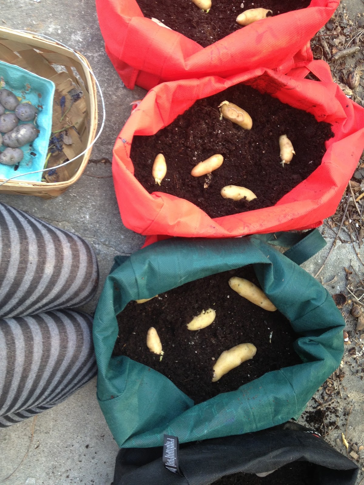 Pyramidcult Studios Blog DIY Potato Sacks! Growing Heirloom