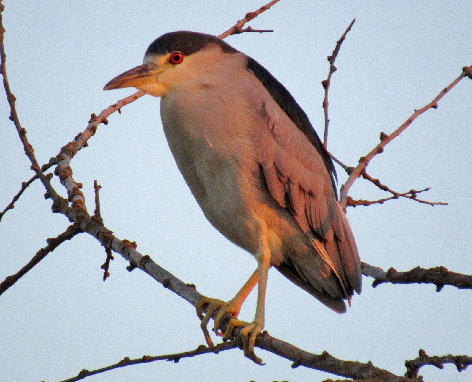 Black-crowned Night Herons at CSU Stanislaus