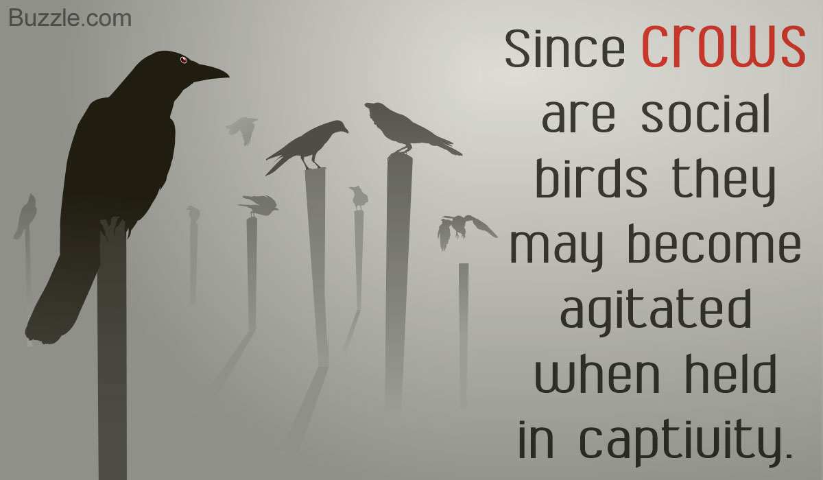 shaheena sheikh: Are crows good pets?