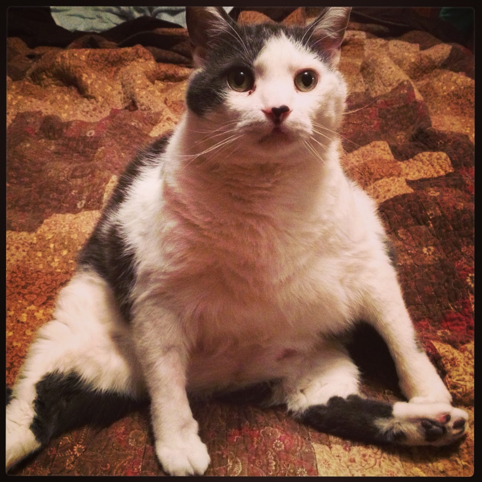 Runs for Cookies Quilt progress and Wed. Weighin