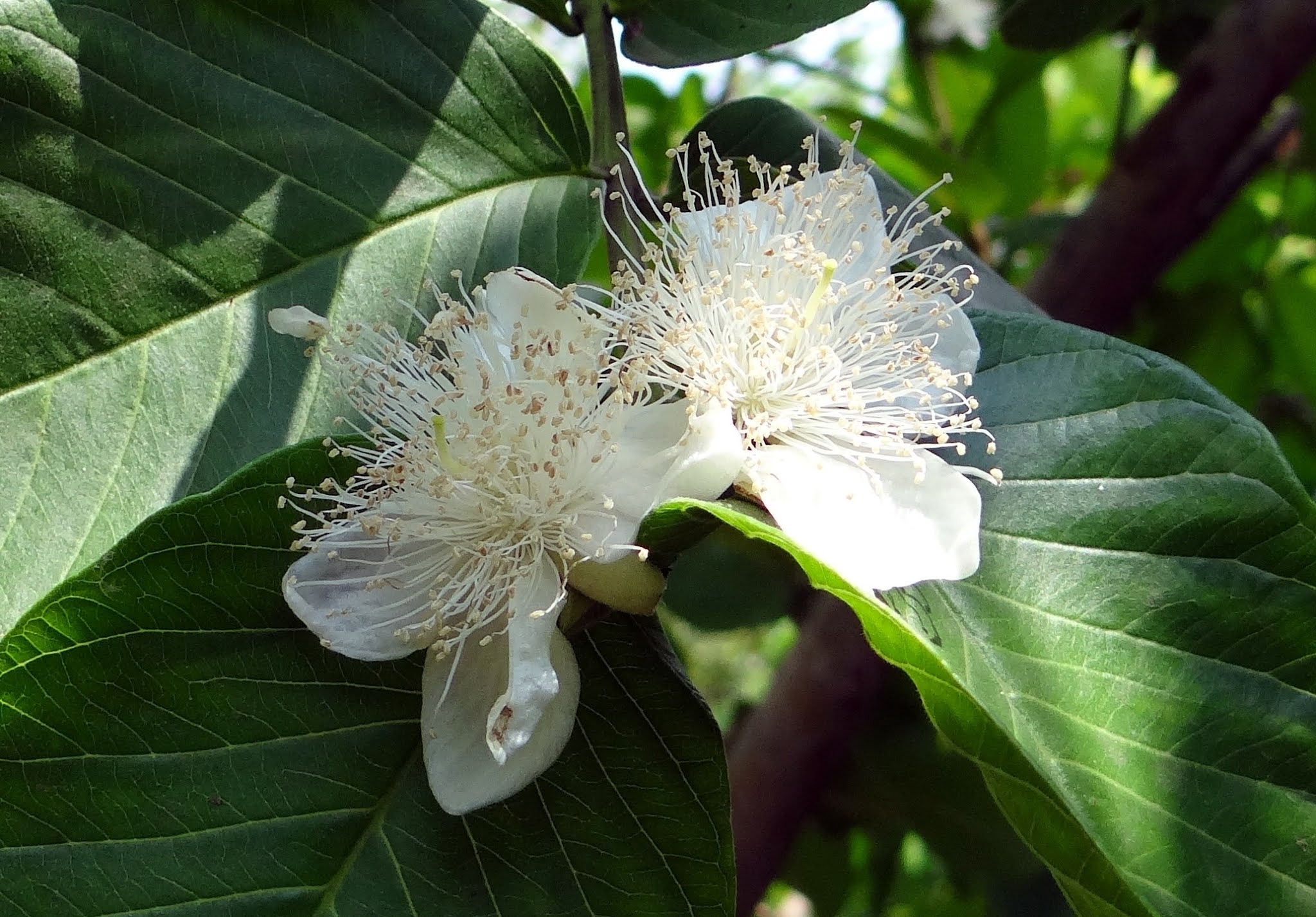 Beneficios del té de hoja de guayaba.