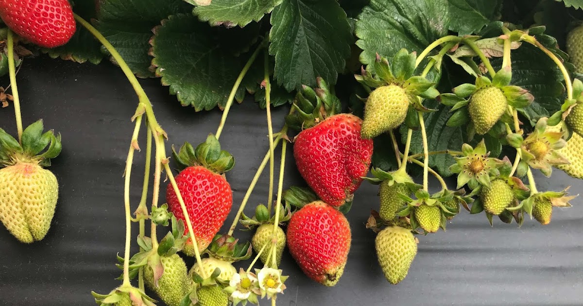 Start a Family Tradition Berry Picking in the Bay Area