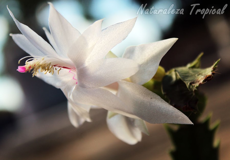 Variedad blanca de la flor del Cactus de Navidad, género Schlumbergera