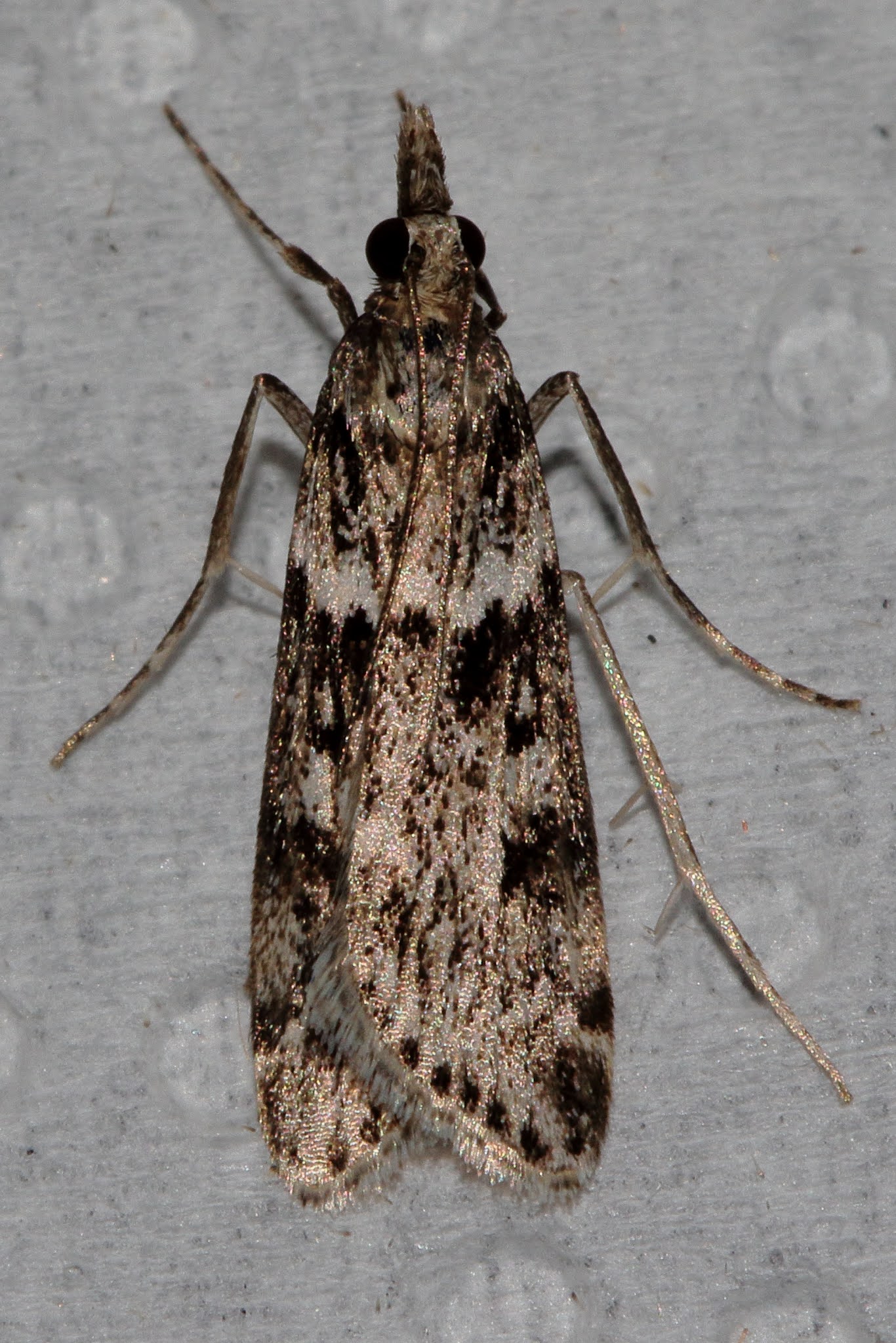 Butterflies, Dragonflies, Moths & other Insects Eudonia angustea,