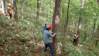 北方林: 特徴、動植物 - 北方林とは