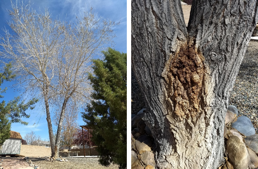 What’s Wrong with MY Tree? PART 2 Oozing Stains on Tree Trunk